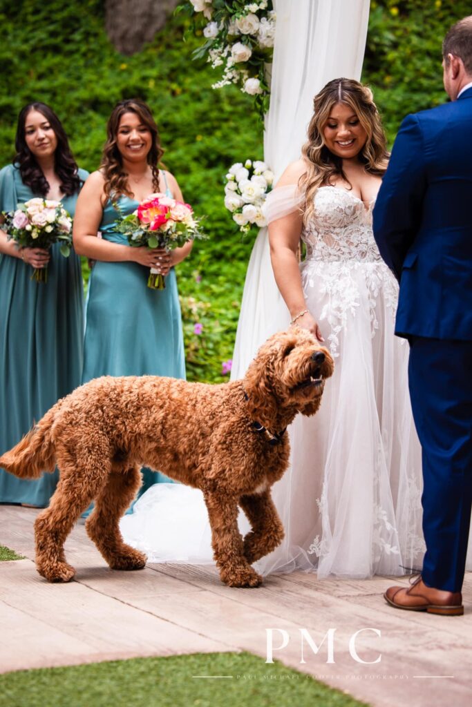 The bride and groom's dog sniffs curiously at the altar at their outdoor summer wedding ceremony.