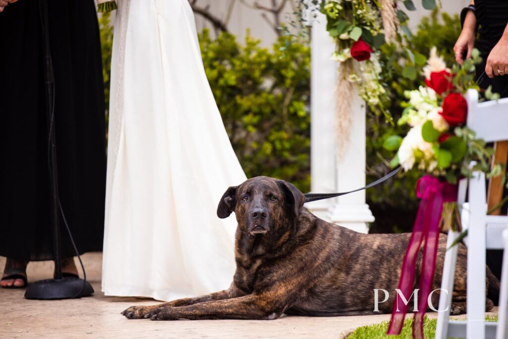 The dog of the bride and the groom lies down in the aisle facing the audience as a member of the wedding party.